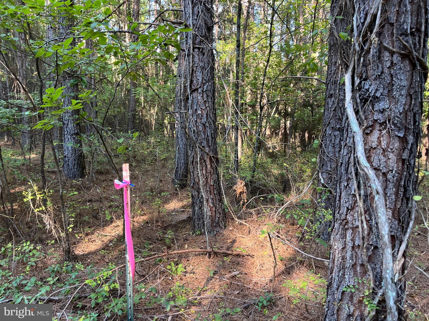 1 TBD RICEVILLE RD, GRETNA, Virginia 24557, ,Land,For sale,1 TBD RICEVILLE RD,VAPI2000086 MLS # VAPI2000086