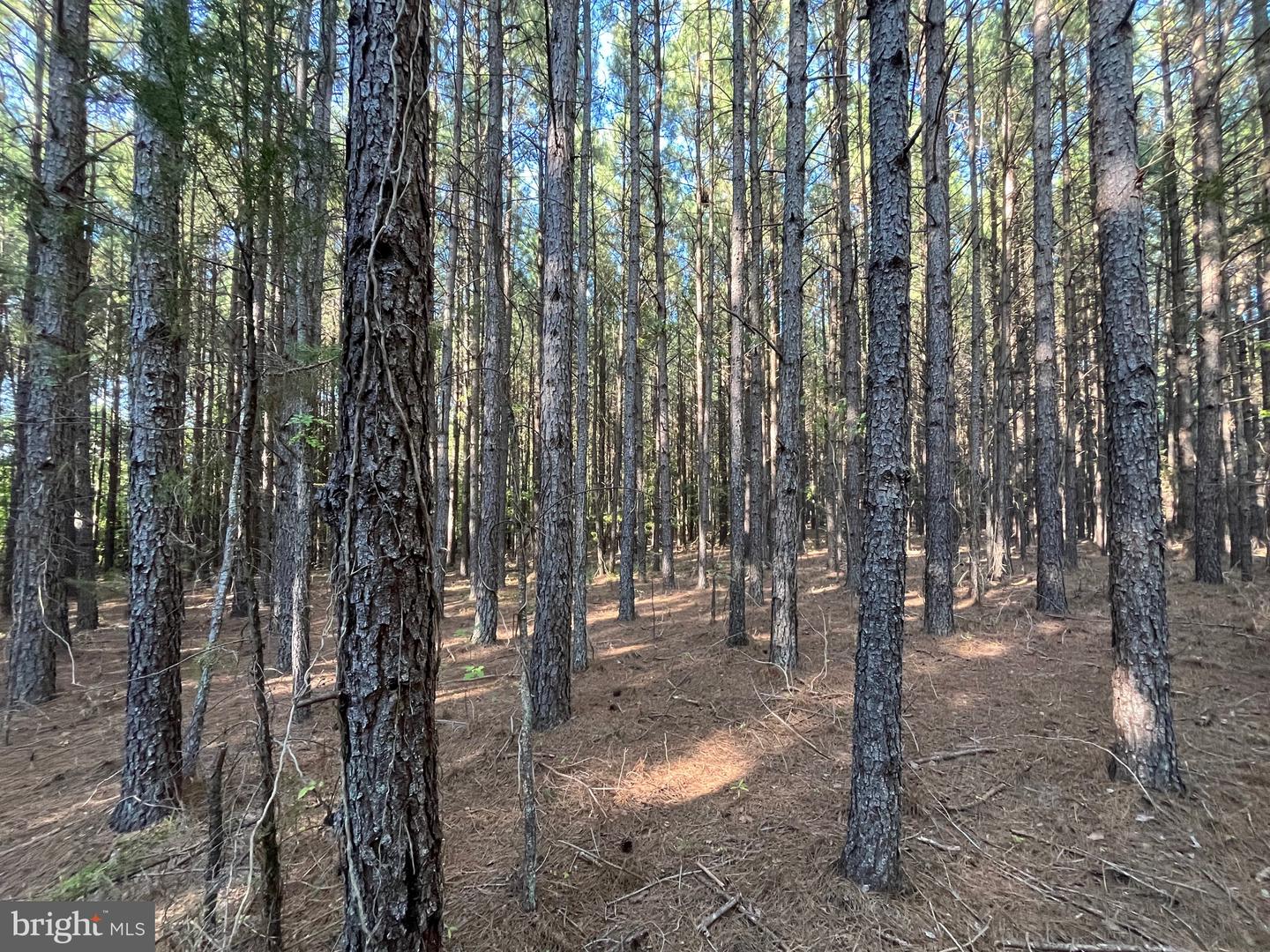 1 TBD RICEVILLE RD, GRETNA, Virginia 24557, ,Land,For sale,1 TBD RICEVILLE RD,VAPI2000086 MLS # VAPI2000086