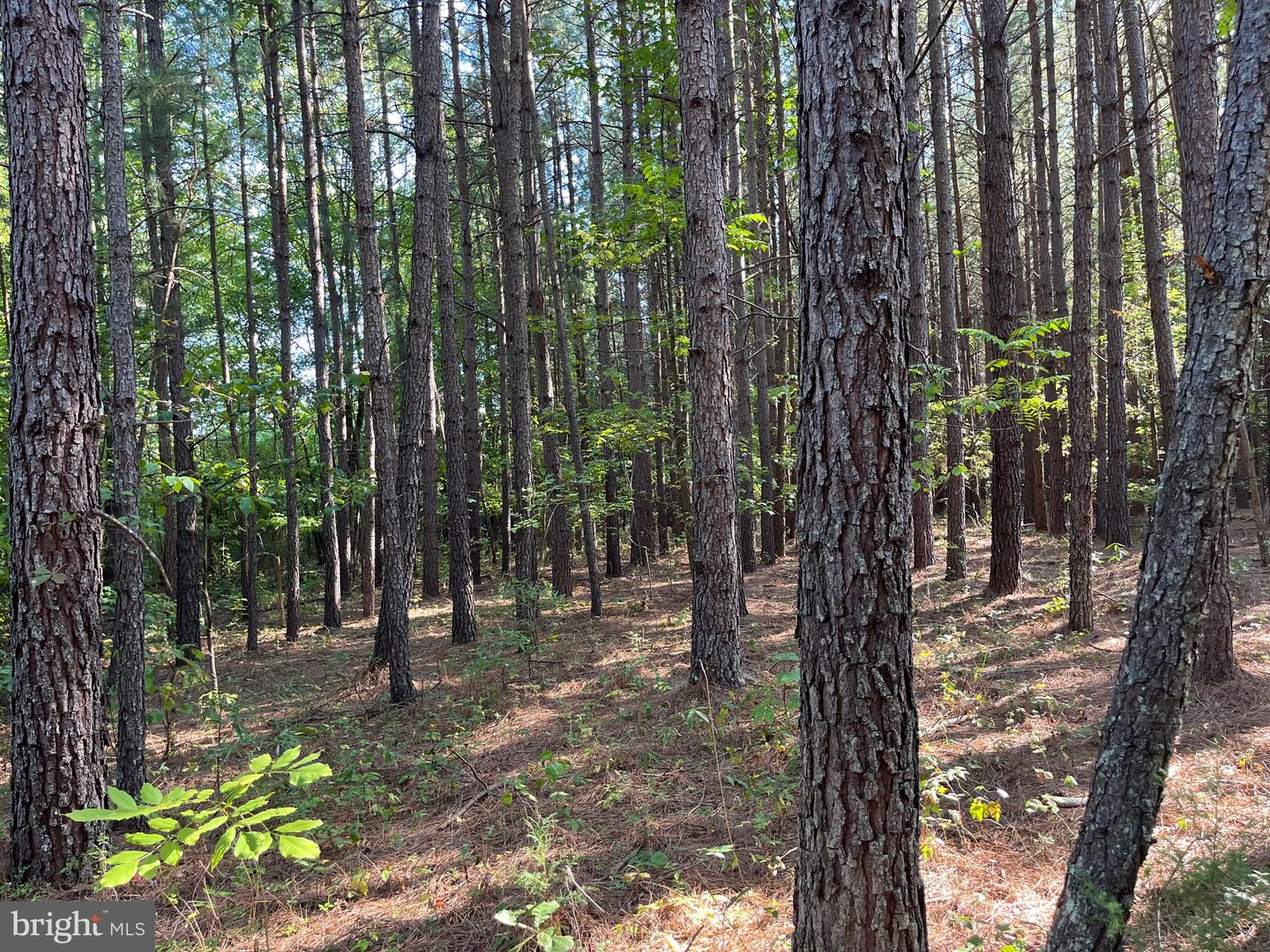 1 TBD RICEVILLE RD, GRETNA, Virginia 24557, ,Land,For sale,1 TBD RICEVILLE RD,VAPI2000086 MLS # VAPI2000086