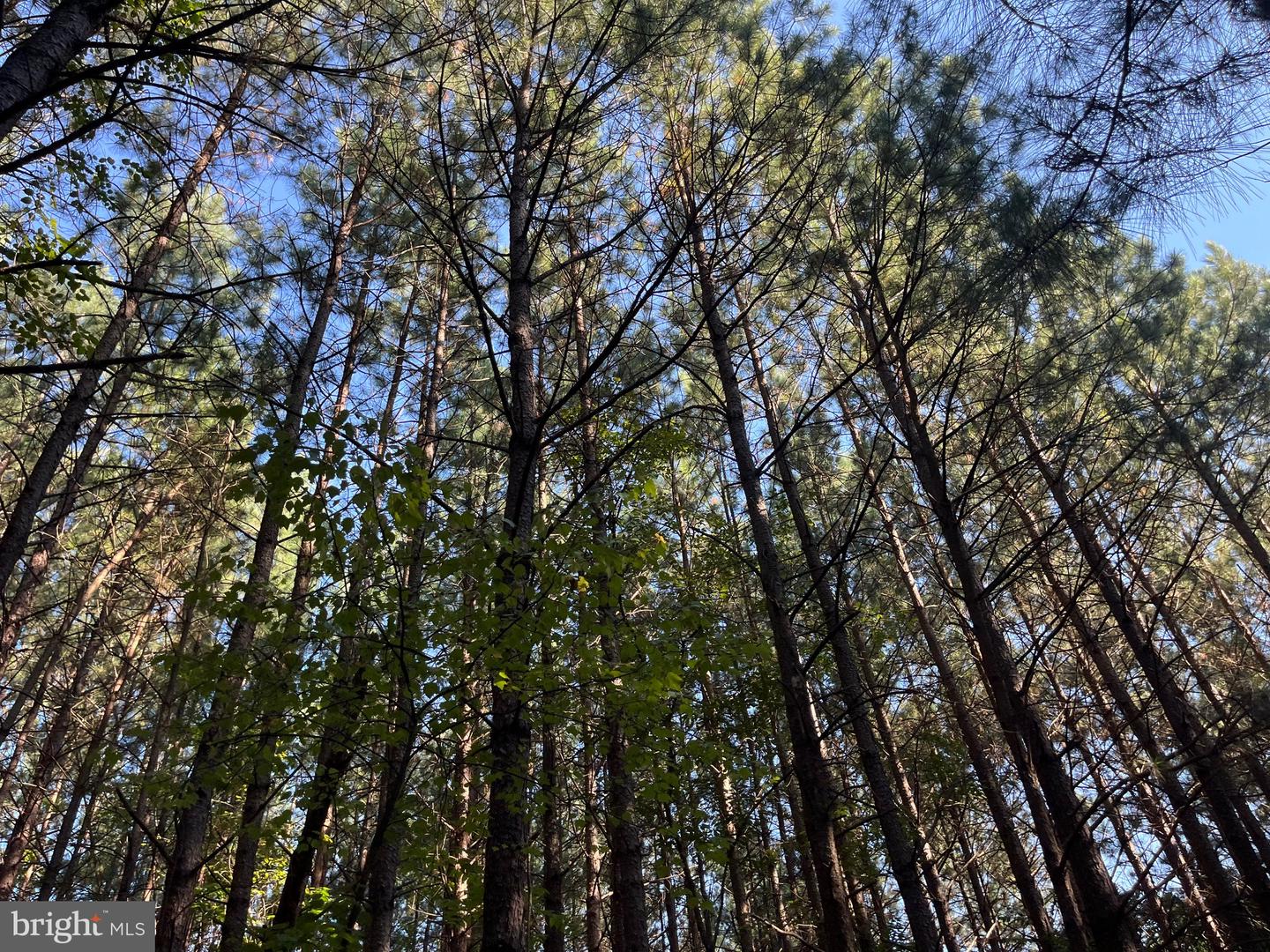 1 TBD RICEVILLE RD, GRETNA, Virginia 24557, ,Land,For sale,1 TBD RICEVILLE RD,VAPI2000086 MLS # VAPI2000086