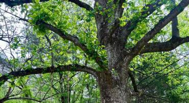 CAMERON RD, GORDONSVILLE, Virginia 22942, ,Land,For sale,CAMERON RD,VAOR2009596 MLS # VAOR2009596