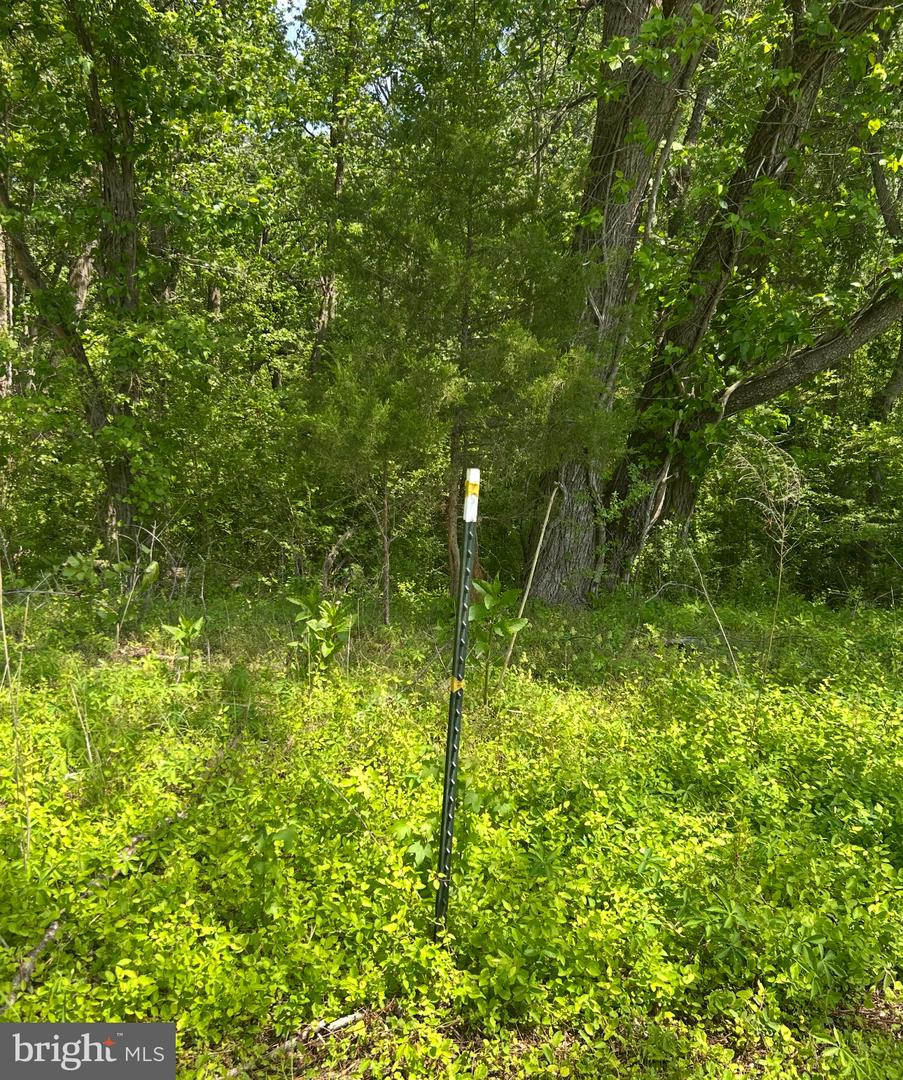 LOT 1A KINGS HWY, MONTROSS, Virginia 22520, ,Land,For sale,LOT 1A KINGS HWY,VAWE2008844 MLS # VAWE2008844