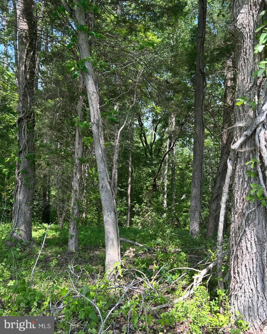 LOT 1A KINGS HWY, MONTROSS, Virginia 22520, ,Land,For sale,LOT 1A KINGS HWY,VAWE2008844 MLS # VAWE2008844