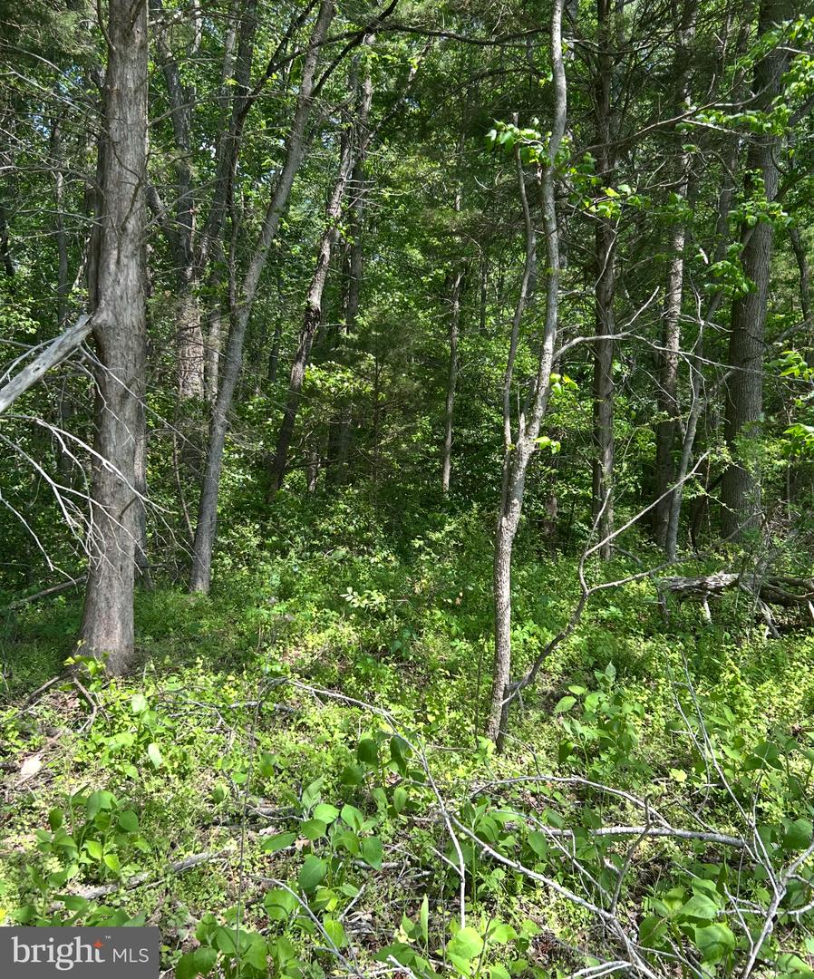 LOT 1A KINGS HWY, MONTROSS, Virginia 22520, ,Land,For sale,LOT 1A KINGS HWY,VAWE2008844 MLS # VAWE2008844
