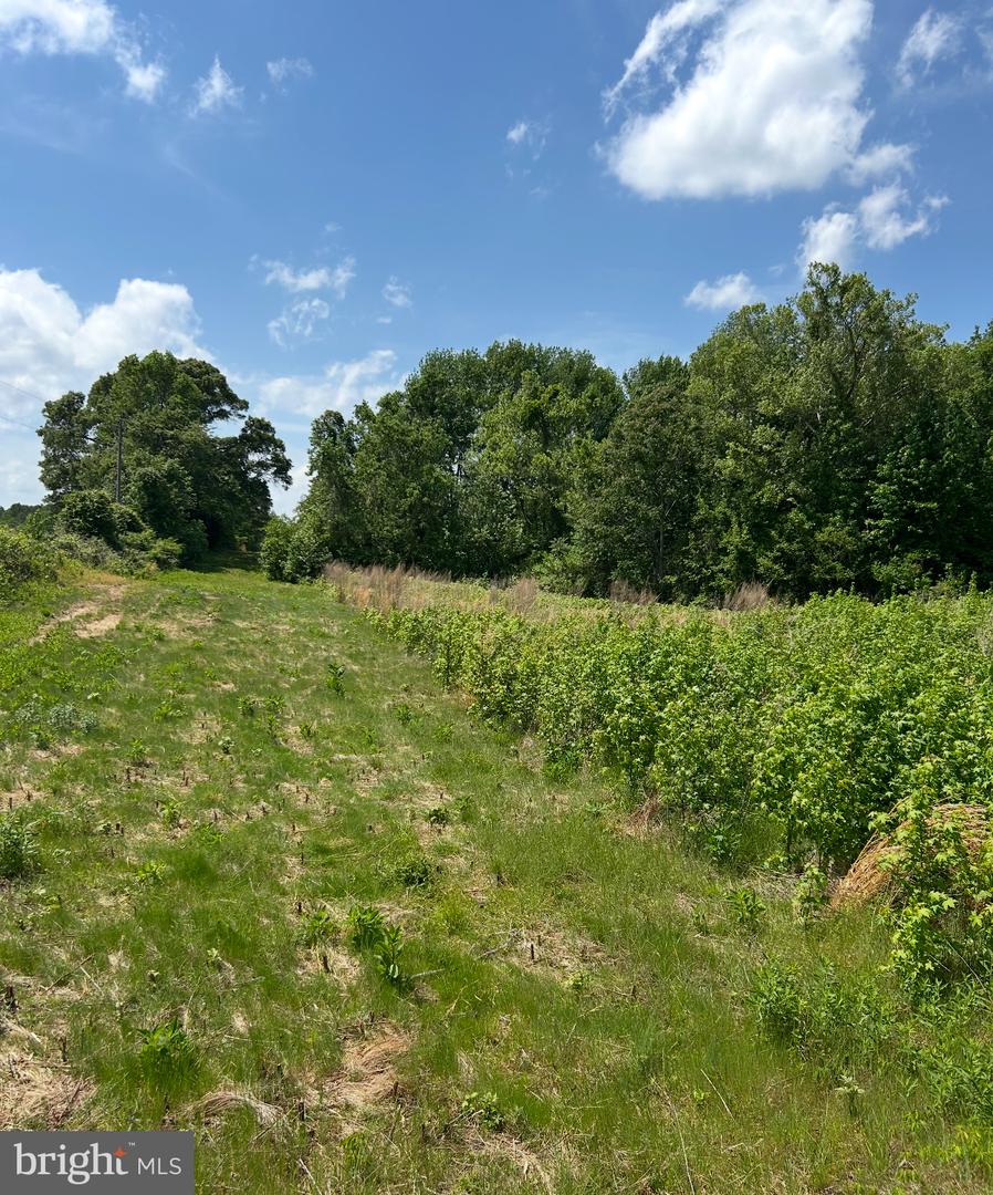 LOT 2B KINGS HWY, MONTROSS, Virginia 22520, ,Land,For sale,LOT 2B KINGS HWY,VAWE2008846 MLS # VAWE2008846
