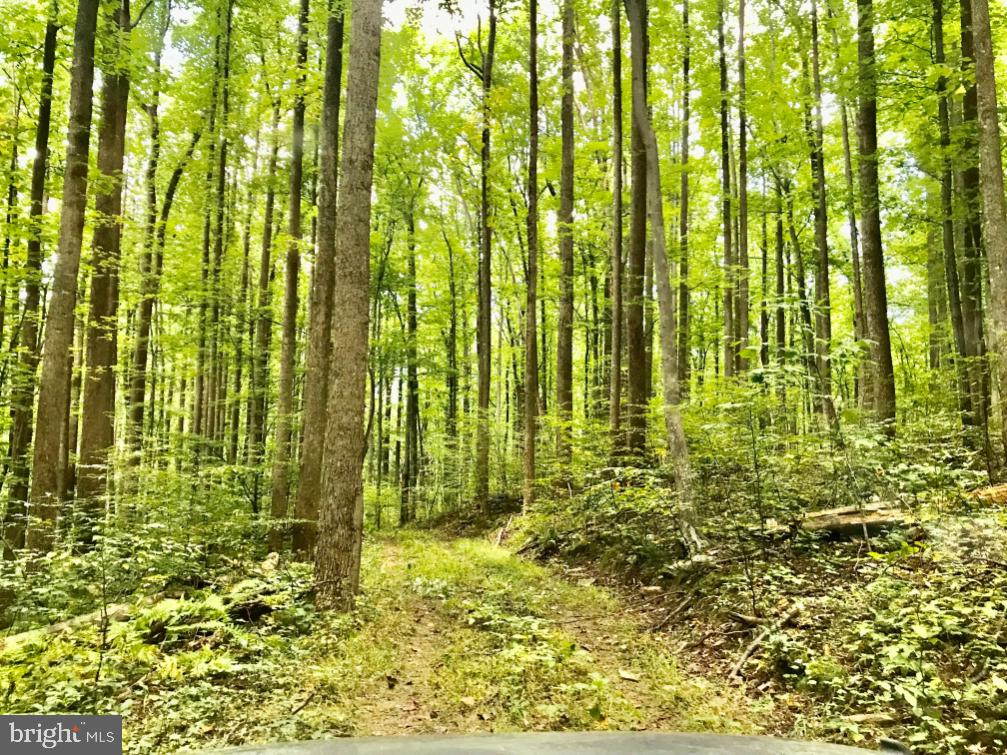STONY POINT PASS, KESWICK, Virginia 22947, ,Farm,For sale,STONY POINT PASS,VAAB2000922 MLS # VAAB2000922