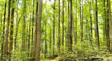 STONY POINT PASS, KESWICK, Virginia 22947, ,Farm,For sale,STONY POINT PASS,VAAB2000922 MLS # VAAB2000922