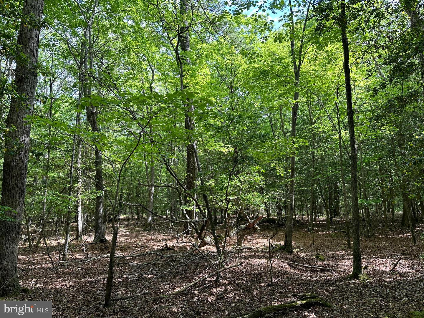 LANKFORD HWY, BLOXOM, Virginia 23308, ,Land,For sale,LANKFORD HWY,VAAC2001858 MLS # VAAC2001858