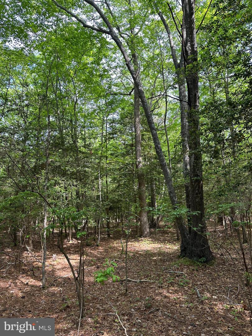 LANKFORD HWY, BLOXOM, Virginia 23308, ,Land,For sale,LANKFORD HWY,VAAC2001858 MLS # VAAC2001858