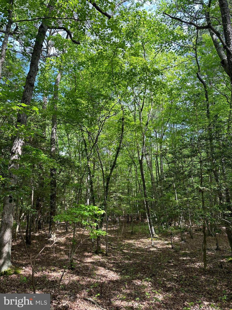 LANKFORD HWY, BLOXOM, Virginia 23308, ,Land,For sale,LANKFORD HWY,VAAC2001858 MLS # VAAC2001858