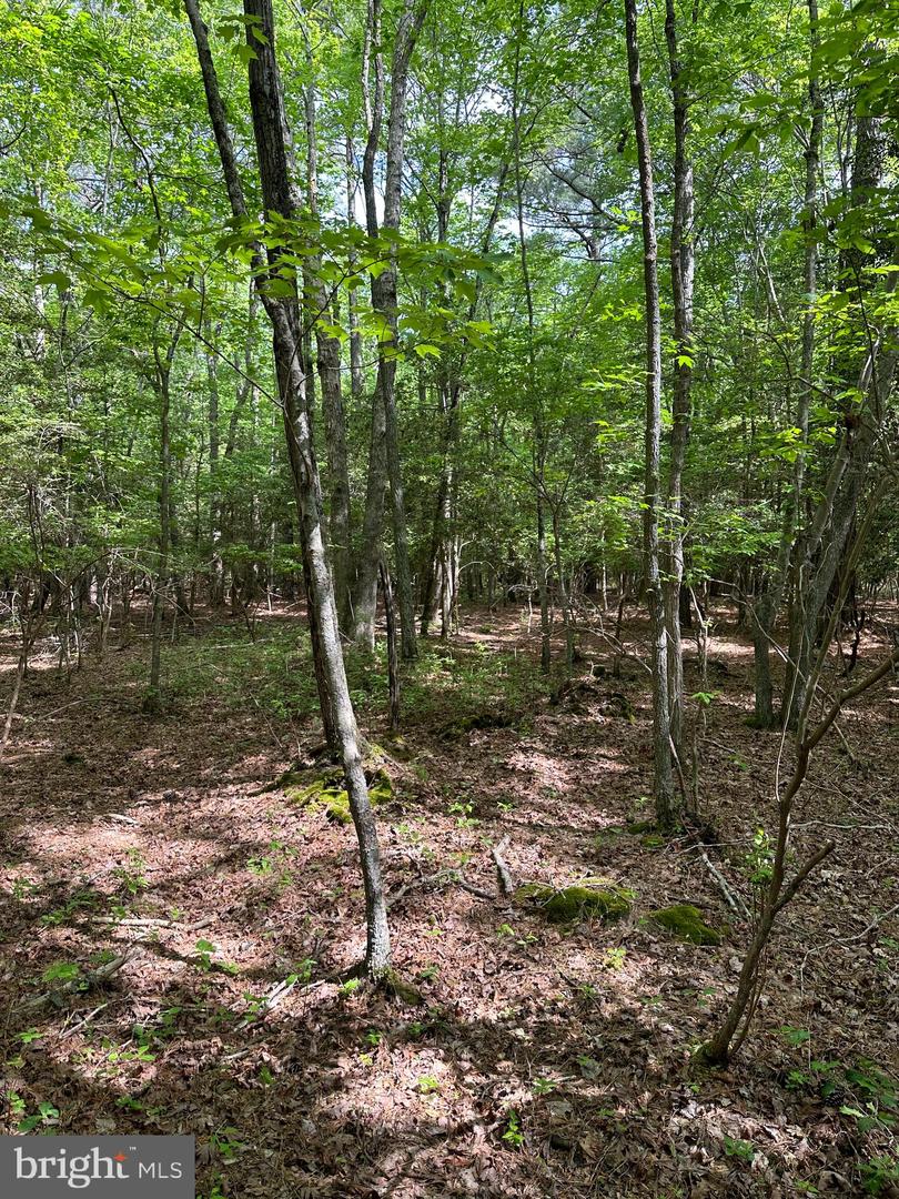 LANKFORD HWY, BLOXOM, Virginia 23308, ,Land,For sale,LANKFORD HWY,VAAC2001858 MLS # VAAC2001858