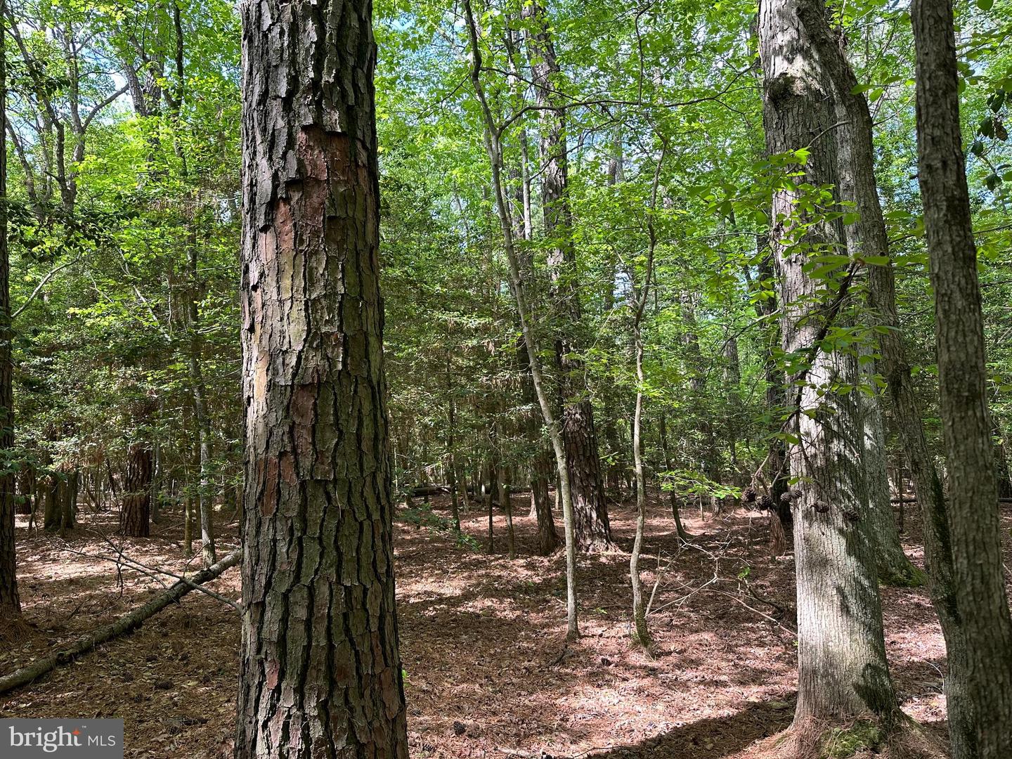 LANKFORD HWY, BLOXOM, Virginia 23308, ,Land,For sale,LANKFORD HWY,VAAC2001858 MLS # VAAC2001858