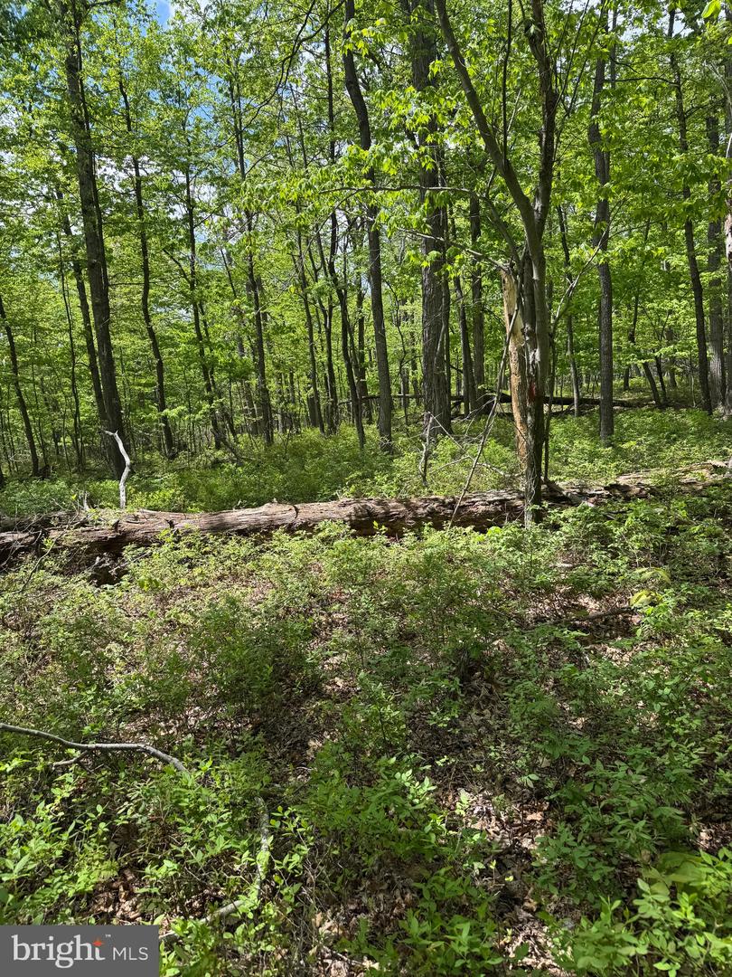 0 BONNET HILL, MAURERTOWN, Virginia 22644, ,Land,For sale,0 BONNET HILL,VASH2011360 MLS # VASH2011360
