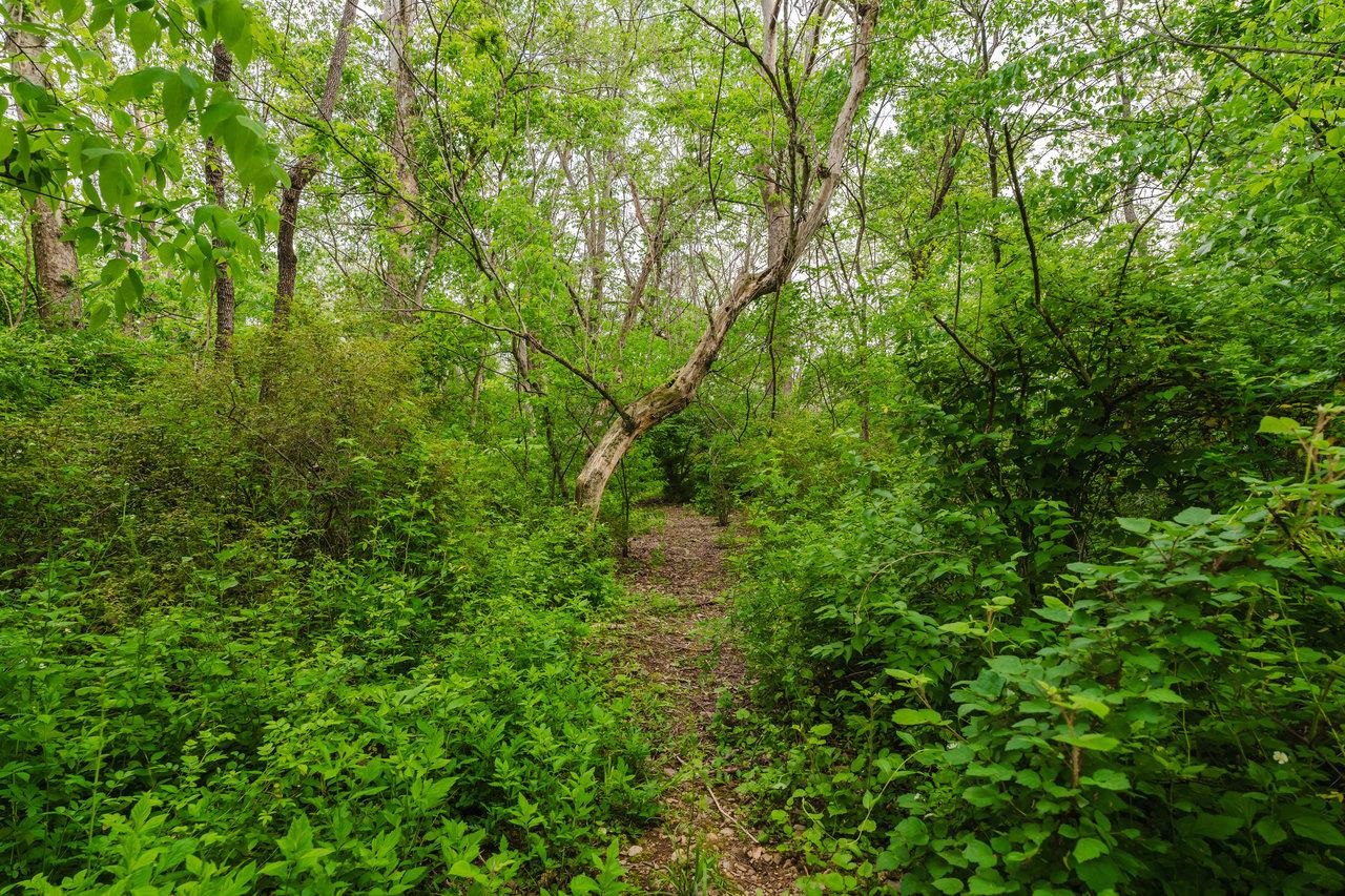 this path & the stream are NOT on the property being sold