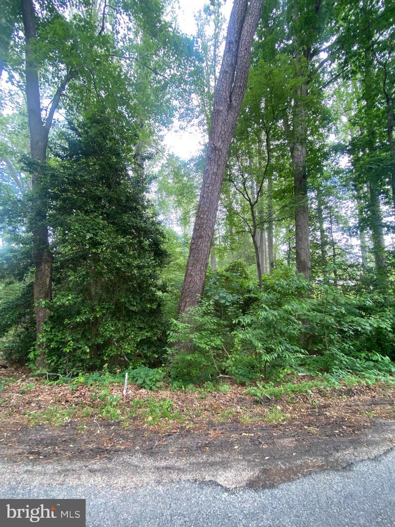 DRY BRIDGE RD, RUTHER GLEN, Virginia 22546, ,Land,For sale,DRY BRIDGE RD,VACV2008102 MLS # VACV2008102