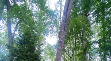 DRY BRIDGE RD, RUTHER GLEN, Virginia 22546, ,Land,For sale,DRY BRIDGE RD,VACV2008102 MLS # VACV2008102