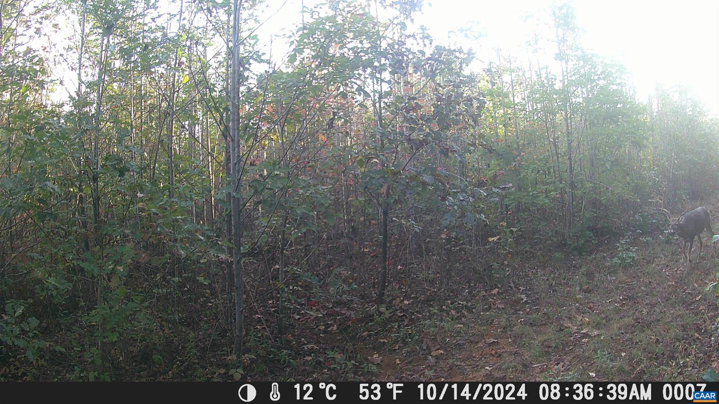 TBD ANDERSONVILLE RD, DILLWYN, Virginia 23936, ,Farm,For sale,TBD ANDERSONVILLE RD,664236 MLS # 664236
