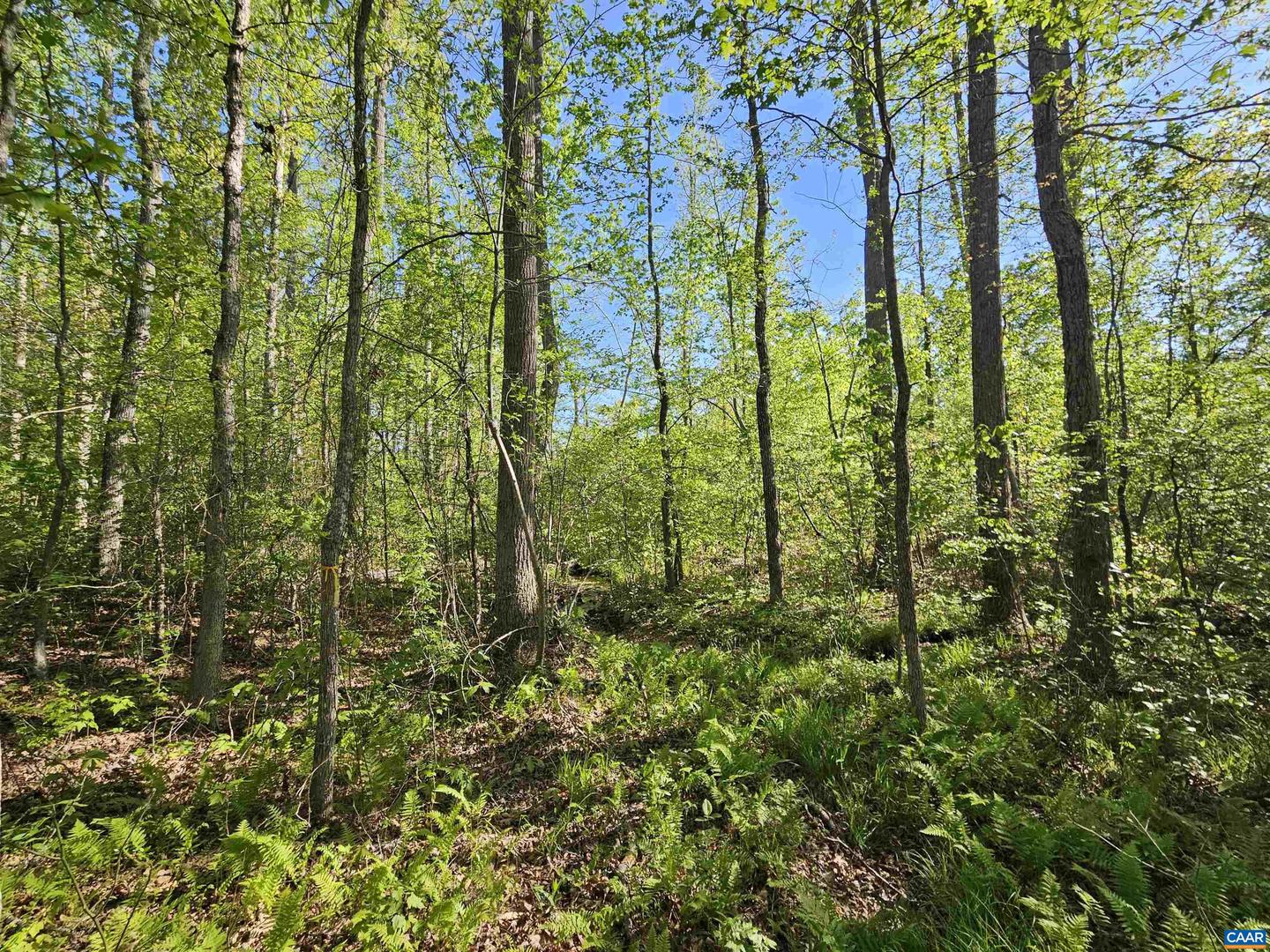 TBD ANDERSONVILLE RD, DILLWYN, Virginia 23936, ,Farm,For sale,TBD ANDERSONVILLE RD,664236 MLS # 664236