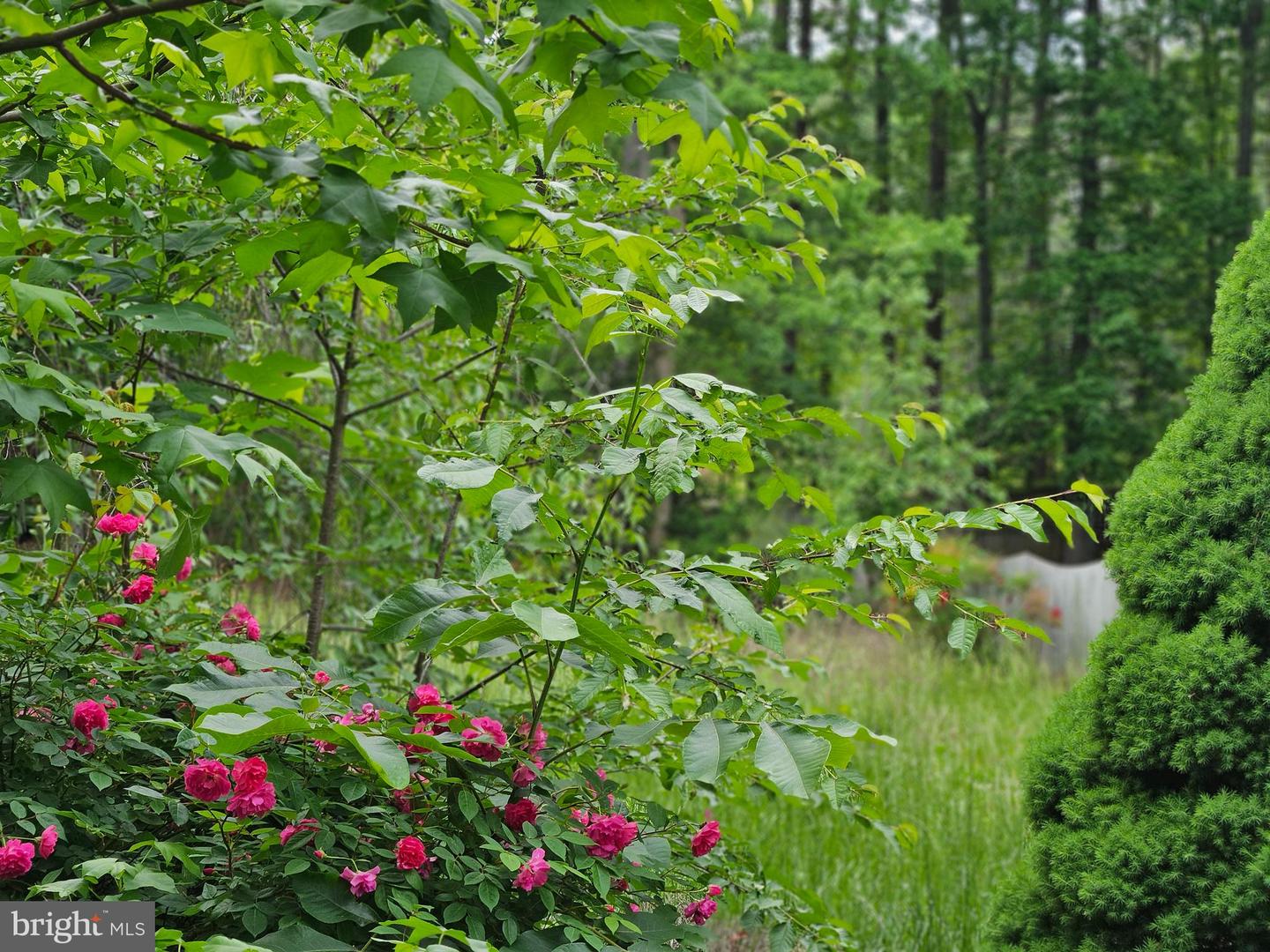 209 REMINGTON DR, RUTHER GLEN, Virginia 22546, ,Land,For sale,209 REMINGTON DR,VACV2008126 MLS # VACV2008126