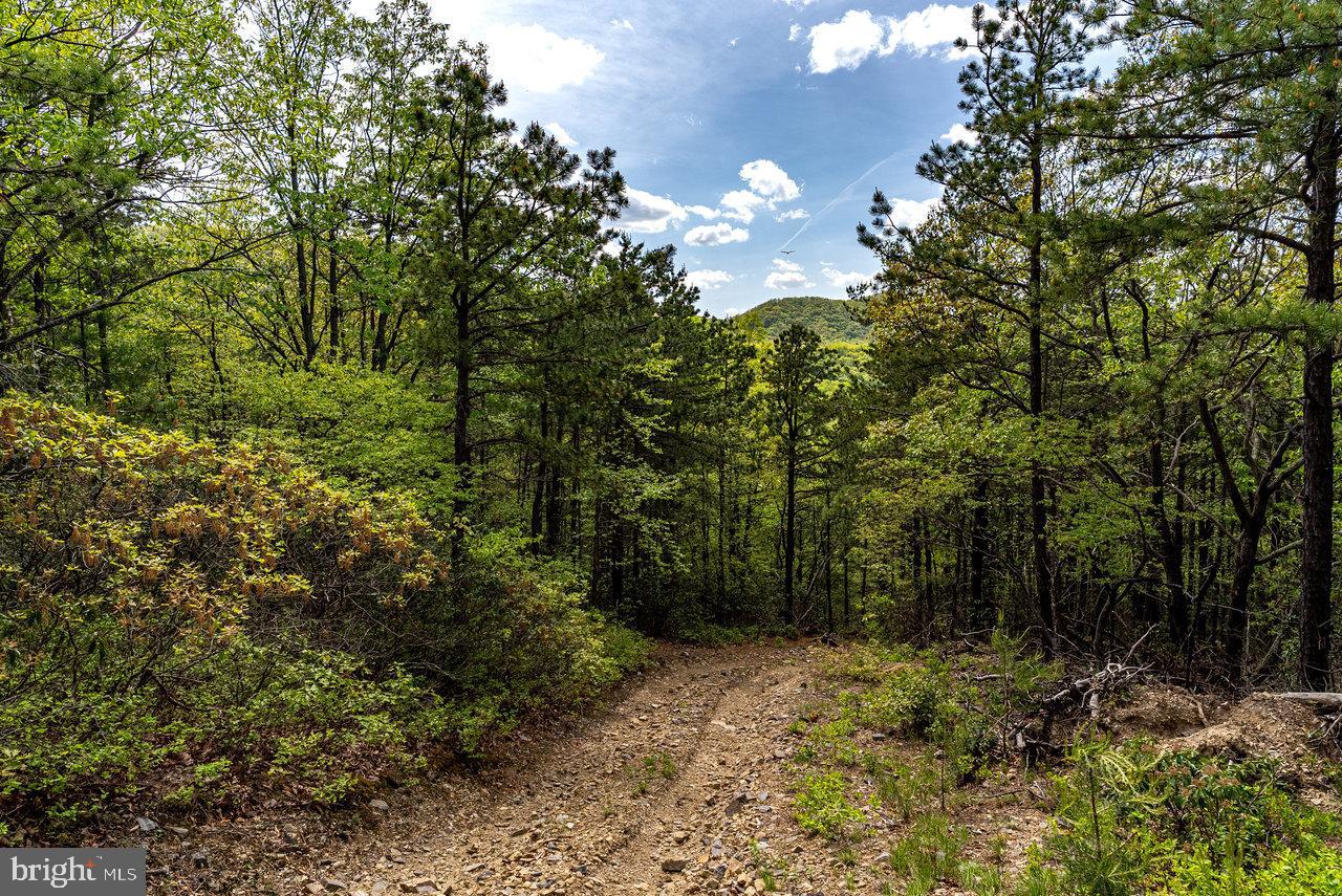 1797 CUBBAGE HOLLOW ROAD, STANLEY, Virginia 22851, ,Land,For sale,1797 CUBBAGE HOLLOW ROAD,VAPA2004886 MLS # VAPA2004886