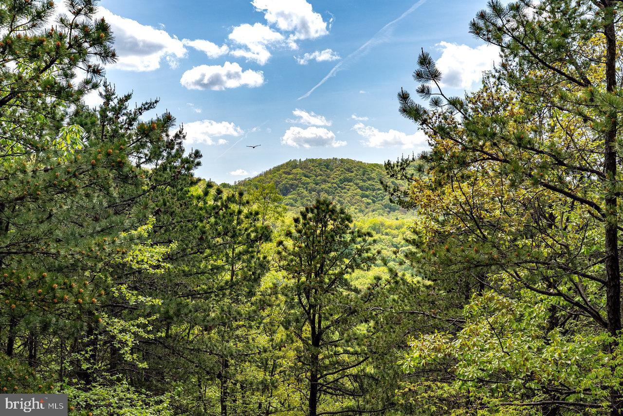 1797 CUBBAGE HOLLOW ROAD, STANLEY, Virginia 22851, ,Land,For sale,1797 CUBBAGE HOLLOW ROAD,VAPA2004886 MLS # VAPA2004886