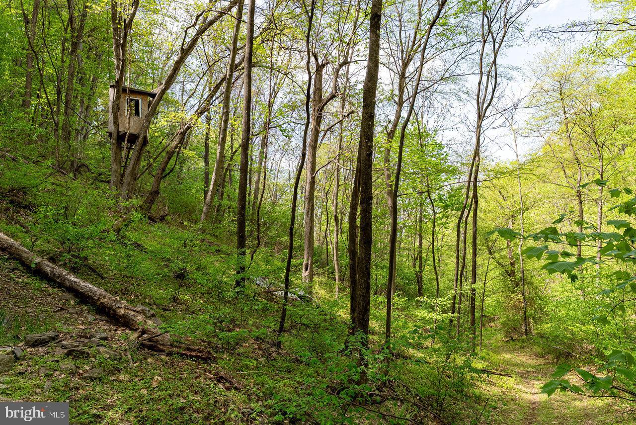 1797 CUBBAGE HOLLOW ROAD, STANLEY, Virginia 22851, ,Land,For sale,1797 CUBBAGE HOLLOW ROAD,VAPA2004886 MLS # VAPA2004886
