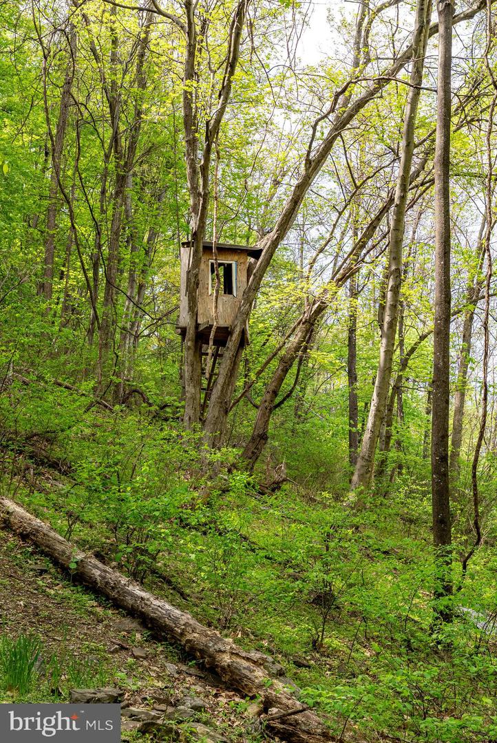 1797 CUBBAGE HOLLOW ROAD, STANLEY, Virginia 22851, ,Land,For sale,1797 CUBBAGE HOLLOW ROAD,VAPA2004886 MLS # VAPA2004886