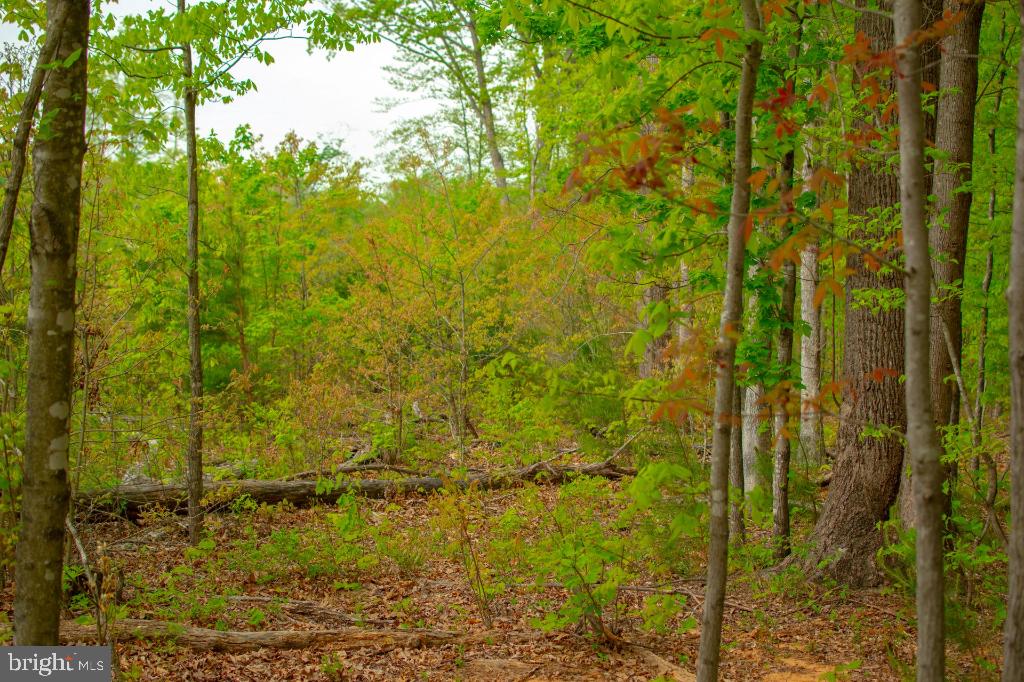 MONROVIA RD, ORANGE, Virginia 22960, ,Land,For sale,MONROVIA RD,VAOR2009652 MLS # VAOR2009652