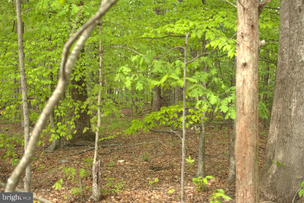 MONROVIA RD, ORANGE, Virginia 22960, ,Land,For sale,MONROVIA RD,VAOR2009652 MLS # VAOR2009652