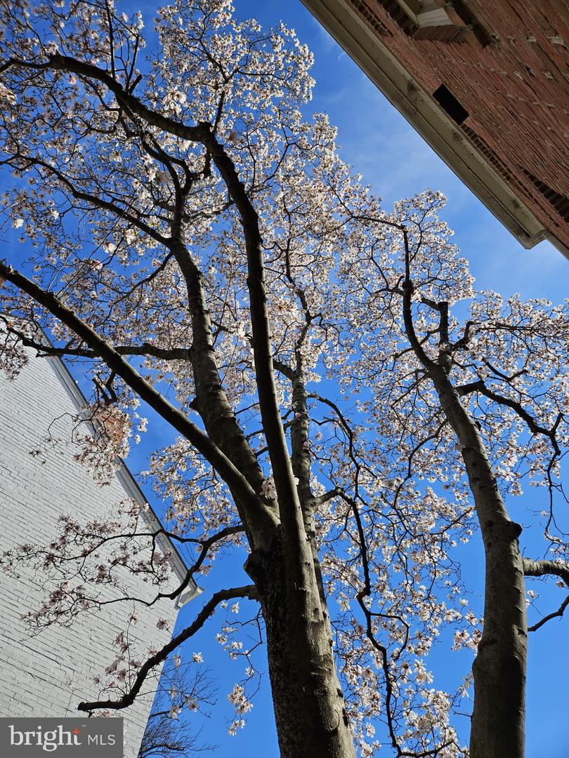 1162 N PITT ST, ALEXANDRIA, Virginia 22314, 2 Bedrooms Bedrooms, ,2 BathroomsBathrooms,Residential,For sale,1162 N PITT ST,VAAX2045152 MLS # VAAX2045152