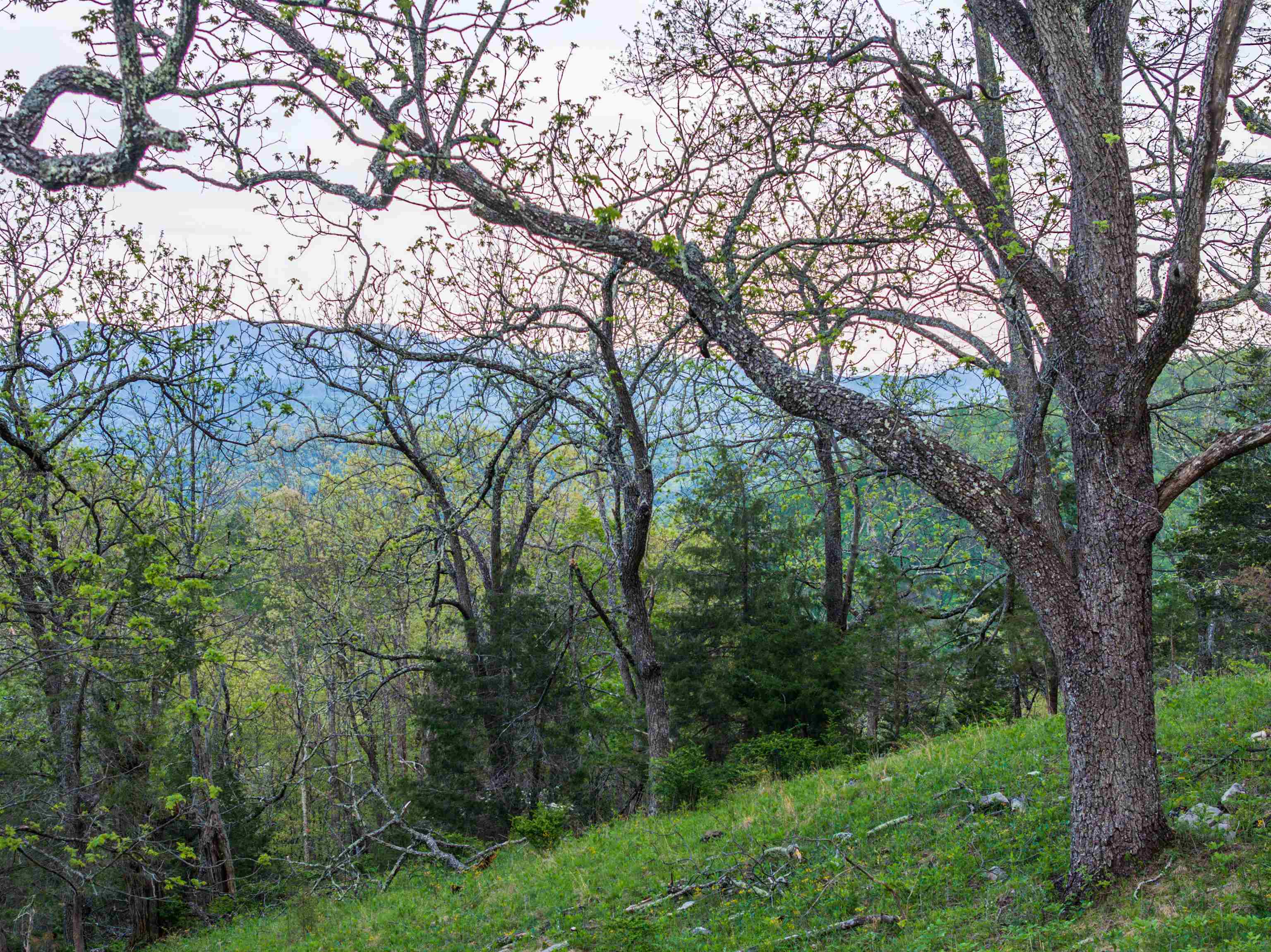 5813 SOUNDING KNOB RD, MCDOWELL, Virginia 24458, ,Farm,5813 SOUNDING KNOB RD,664391 MLS # 664391
