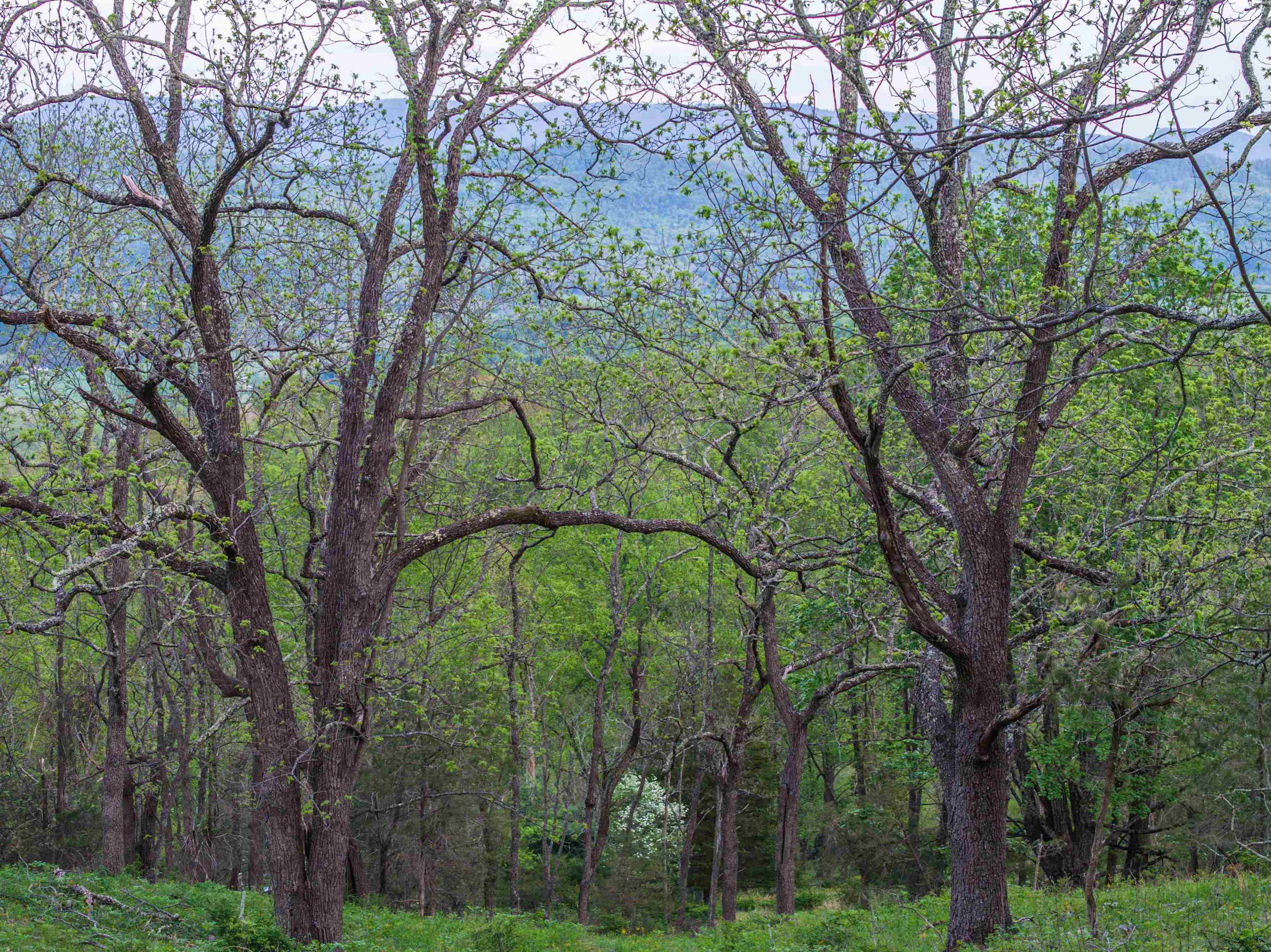 5813 SOUNDING KNOB RD, MCDOWELL, Virginia 24458, ,Farm,5813 SOUNDING KNOB RD,664391 MLS # 664391