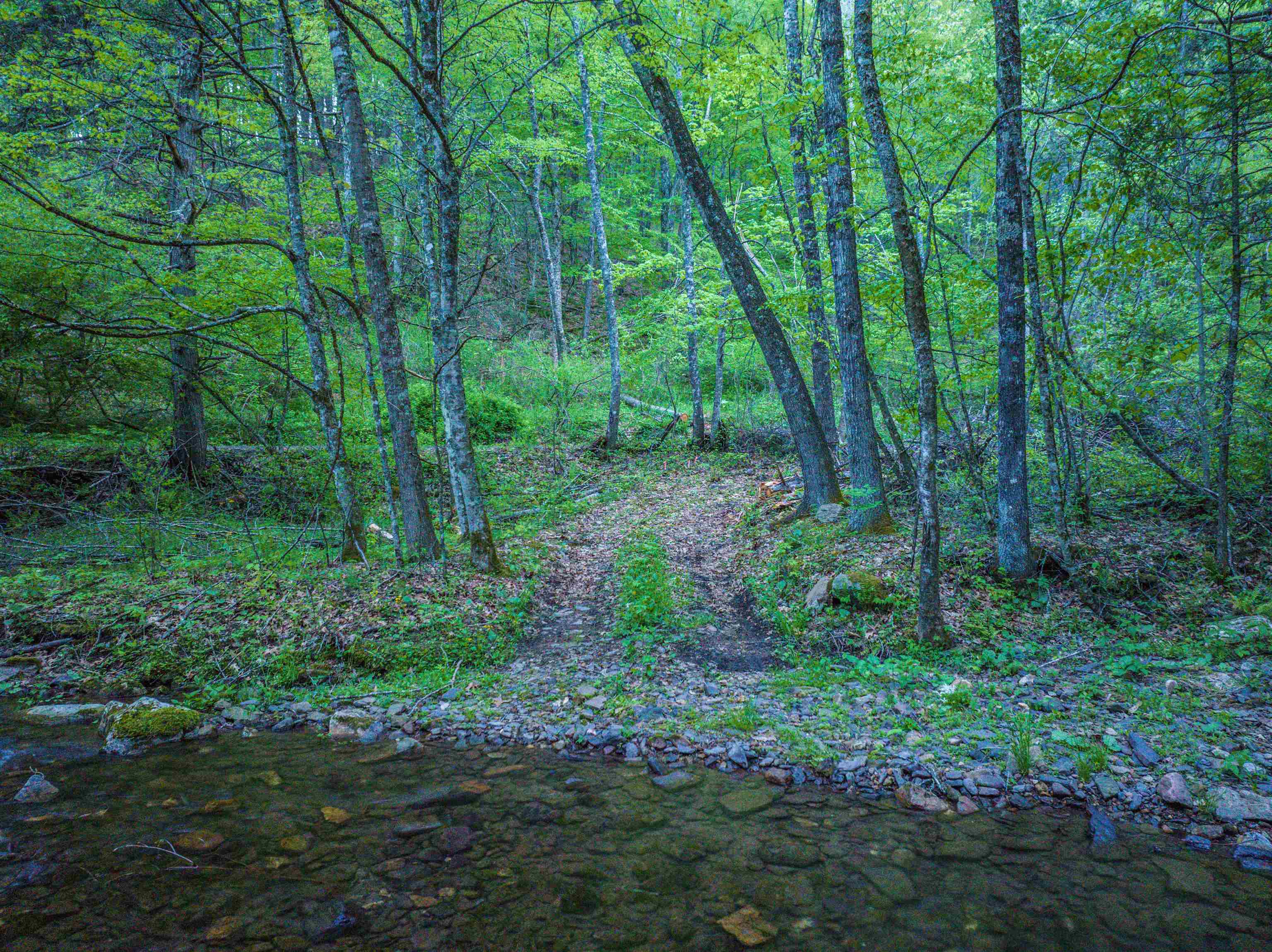 5813 SOUNDING KNOB RD, MCDOWELL, Virginia 24458, ,Farm,5813 SOUNDING KNOB RD,664391 MLS # 664391