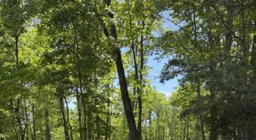 LOT 3 RIDGEVIEW RD, GORE, Virginia 22637, ,Land,For sale,LOT 3 RIDGEVIEW RD,VAFV2034080 MLS # VAFV2034080