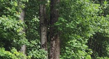 LOT 68 TRAVELERS CIRCLE, MONTROSS, Virginia 22520, ,Land,For sale,LOT 68 TRAVELERS CIRCLE,VAWE2008884 MLS # VAWE2008884