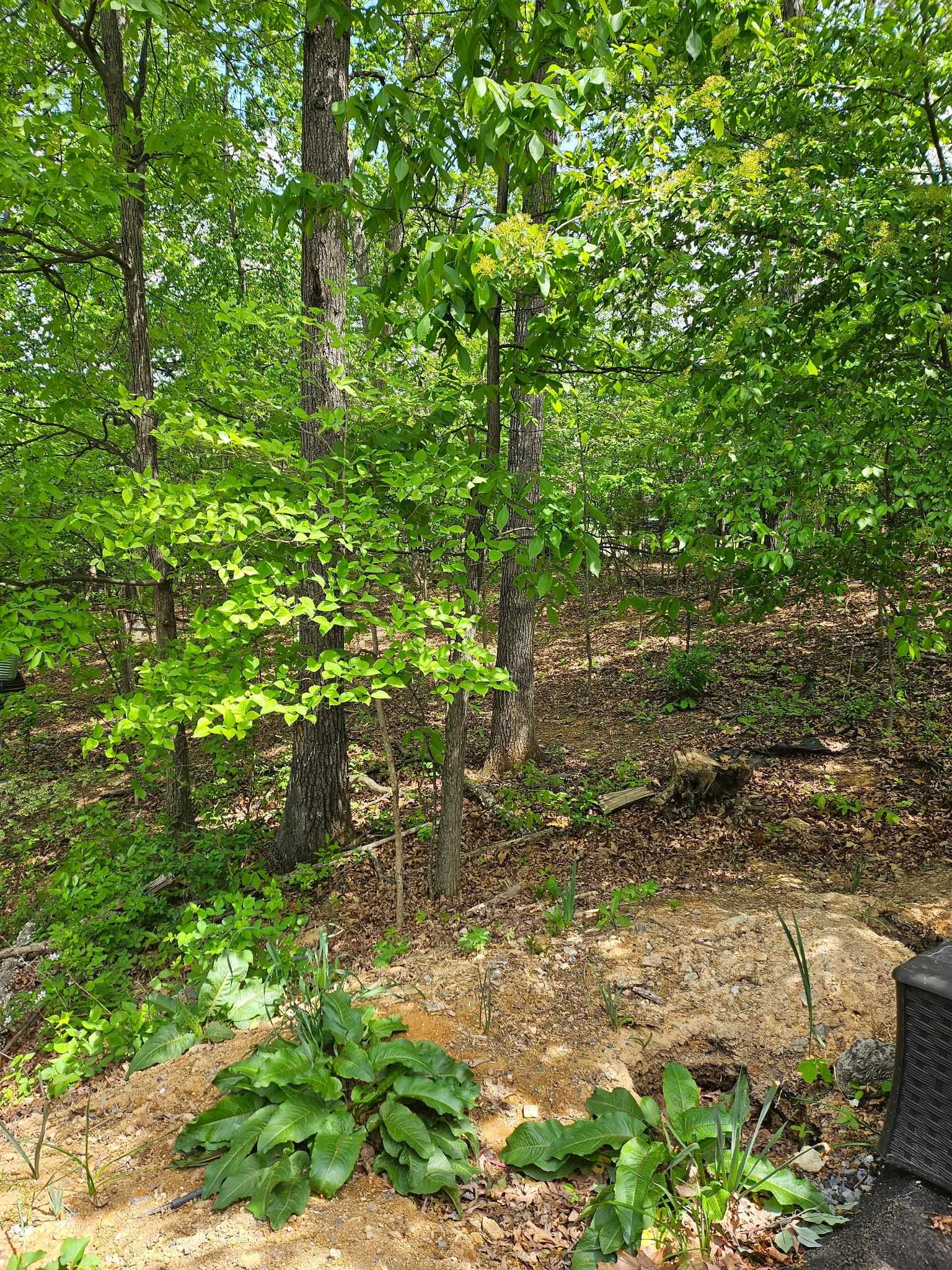 0 RIDGE VIEW LN, ELKTON, Virginia 22827, ,Farm,0 RIDGE VIEW LN,664435 MLS # 664435