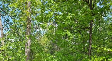 0 RIDGE VIEW LN, ELKTON, Virginia 22827, ,Farm,0 RIDGE VIEW LN,664435 MLS # 664435