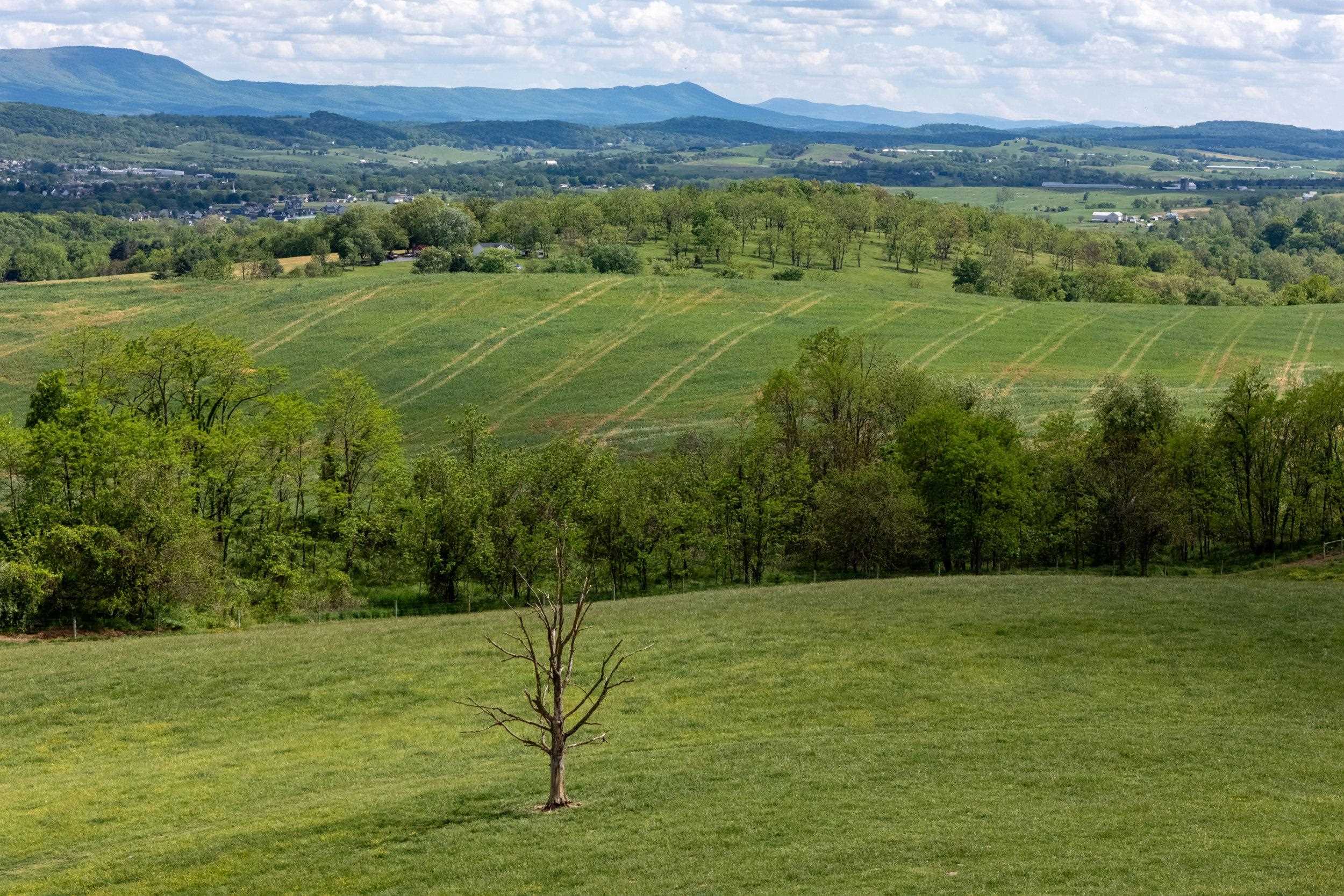 TBD VETTERS RD, TIMBERVILLE, Virginia 22853, ,Land,TBD VETTERS RD,664547 MLS # 664547