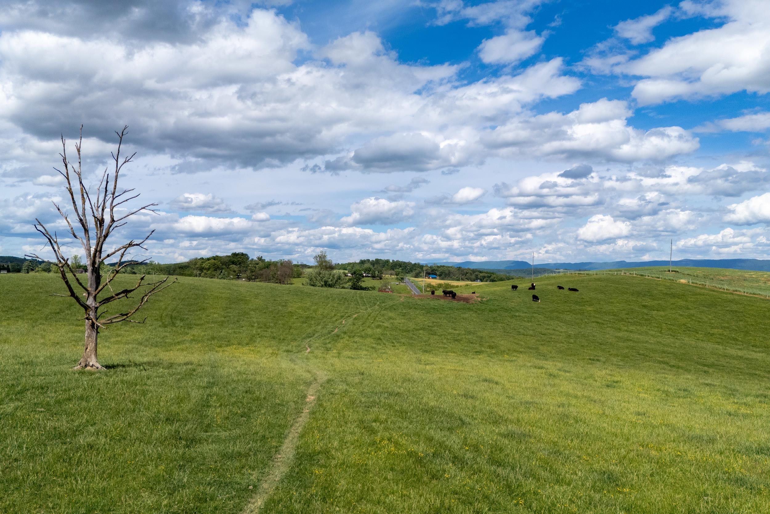 TBD VETTERS RD, TIMBERVILLE, Virginia 22853, ,Land,TBD VETTERS RD,664547 MLS # 664547