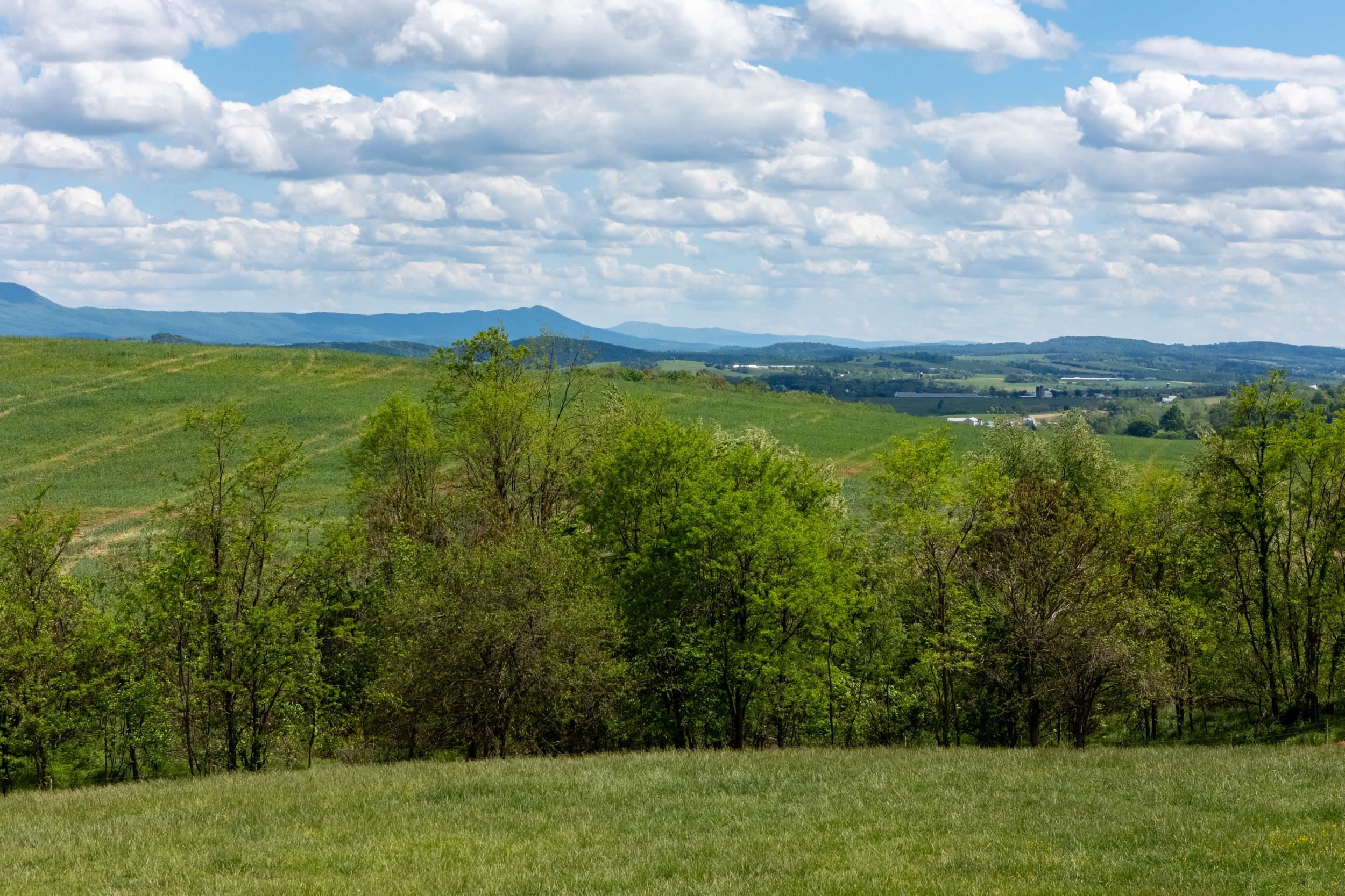 TBD VETTERS RD, TIMBERVILLE, Virginia 22853, ,Land,TBD VETTERS RD,664547 MLS # 664547