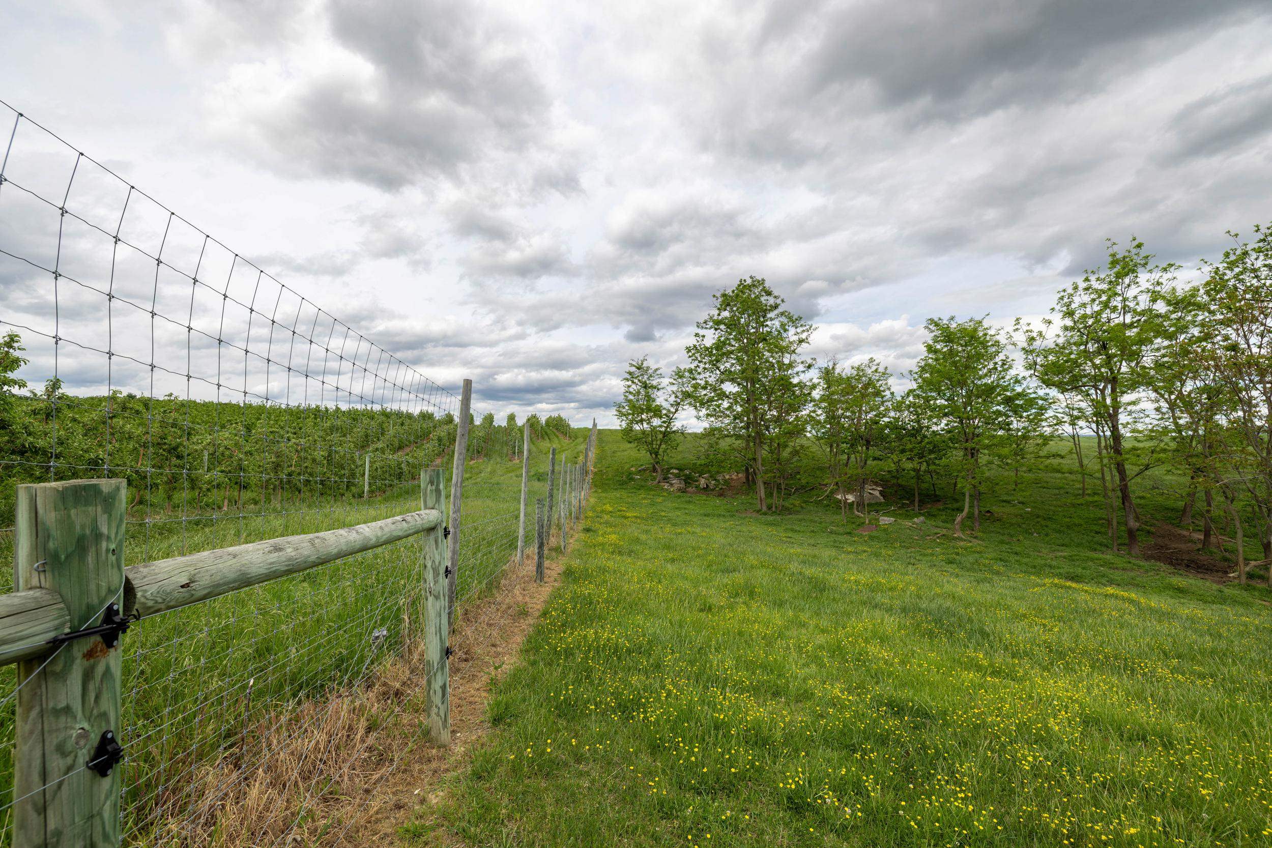 TBD VETTERS RD, TIMBERVILLE, Virginia 22853, ,Land,TBD VETTERS RD,664547 MLS # 664547