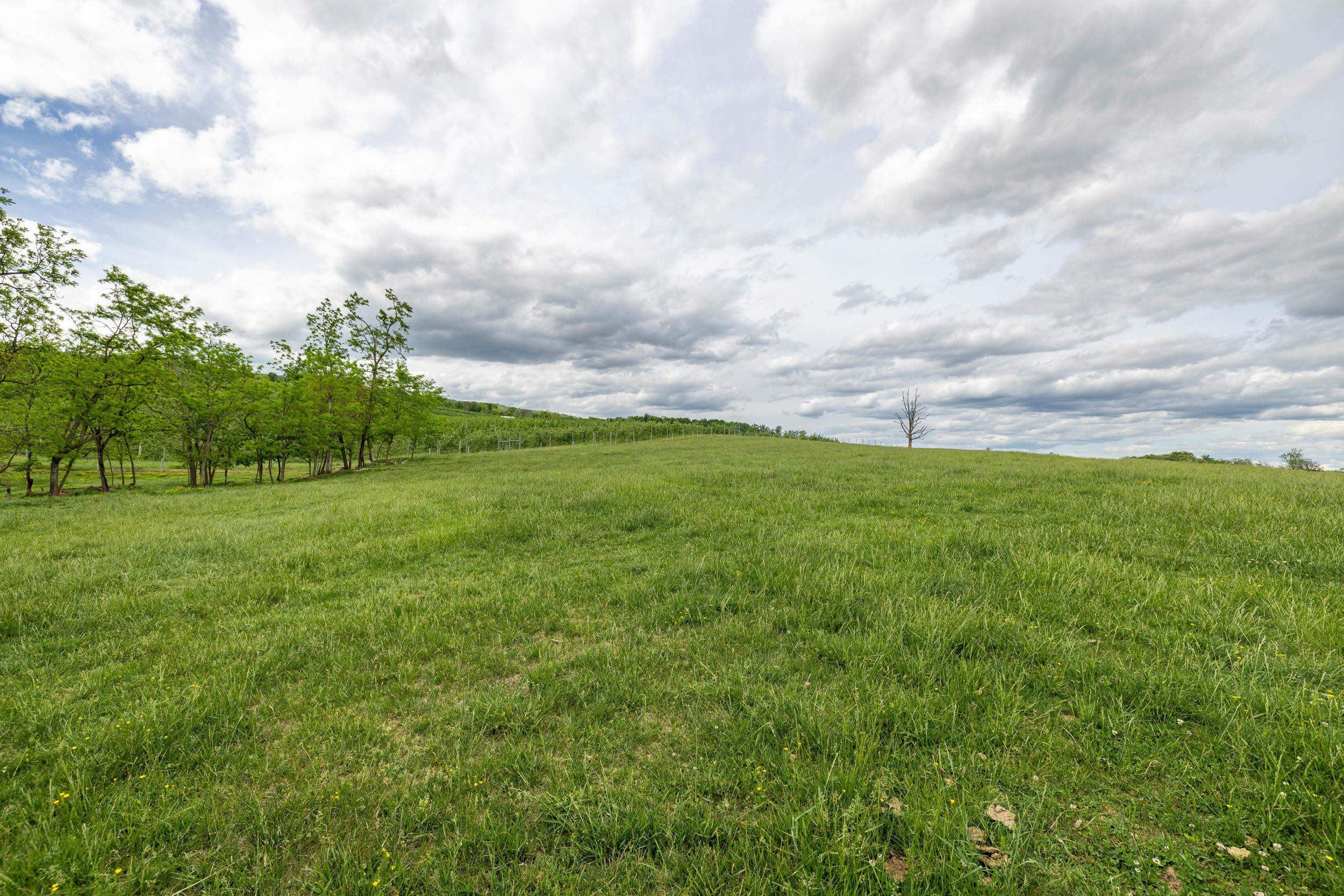 TBD VETTERS RD, TIMBERVILLE, Virginia 22853, ,Land,TBD VETTERS RD,664547 MLS # 664547