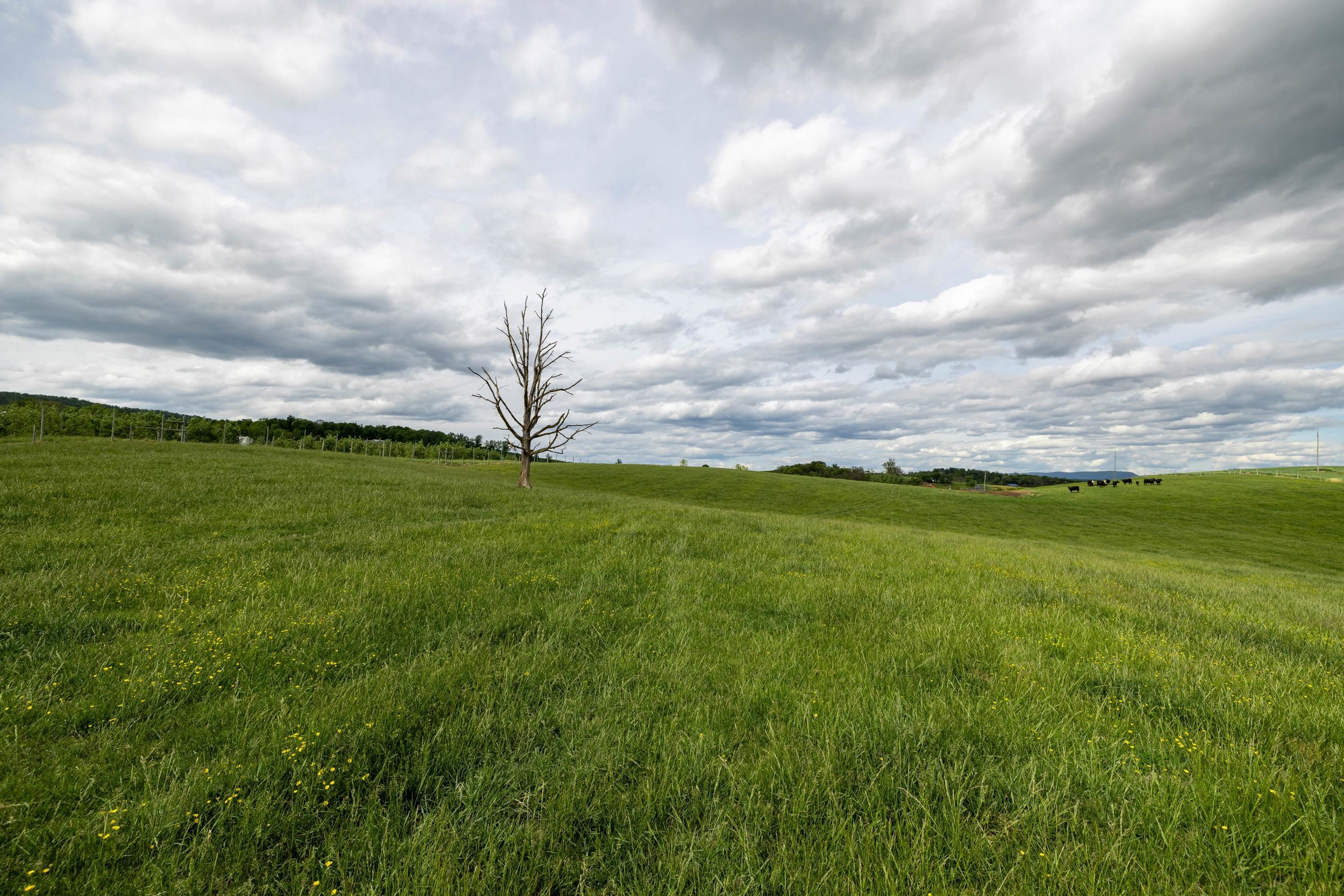 TBD VETTERS RD, TIMBERVILLE, Virginia 22853, ,Land,TBD VETTERS RD,664547 MLS # 664547