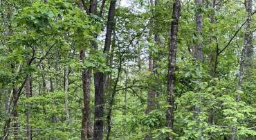 000 HARBOR DR #41, ORANGE, Virginia 22960, ,Land,For sale,000 HARBOR DR #41,664576 MLS # 664576