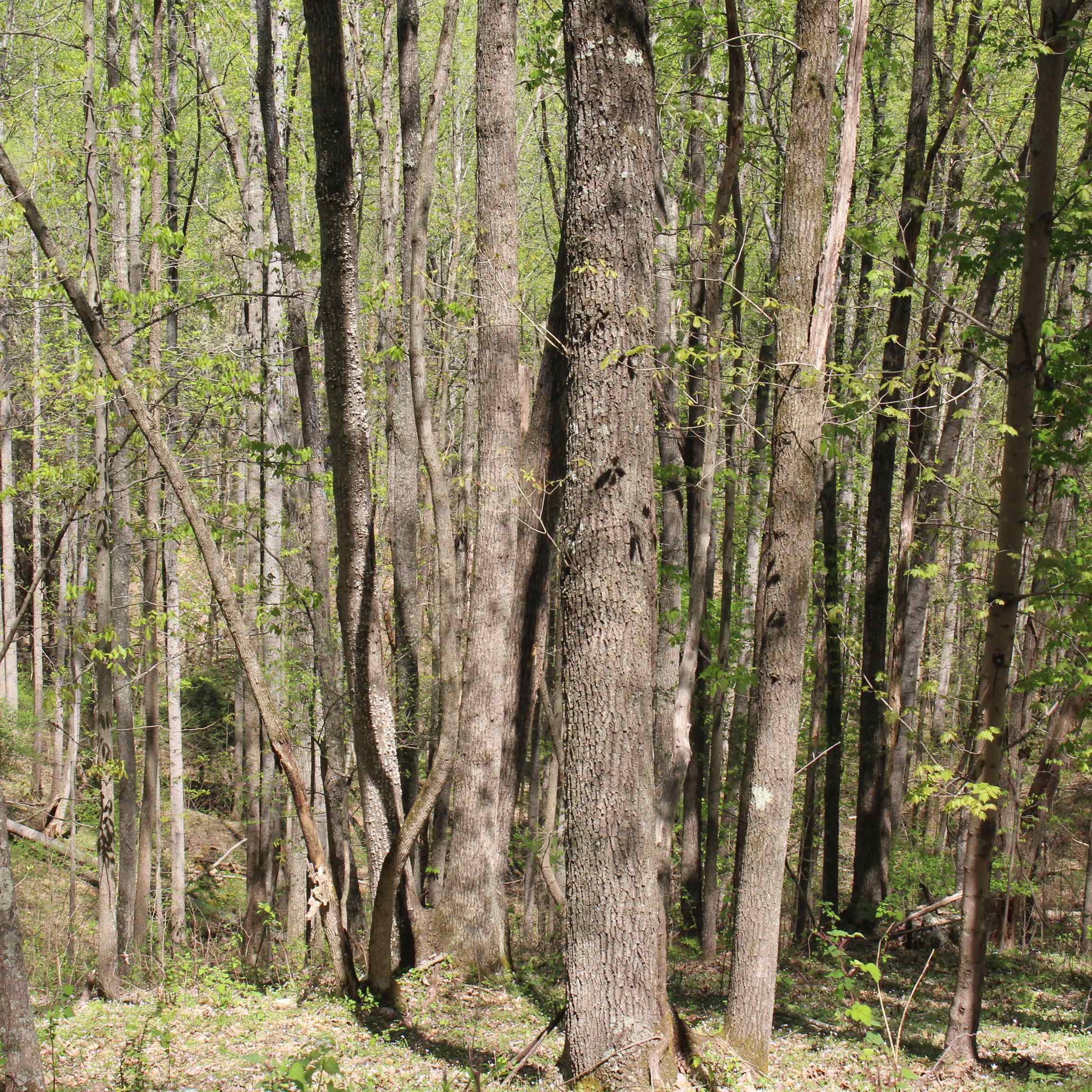 TBD CLAN ALPINE WAY, GLASGOW, Virginia 24555, ,Land,TBD CLAN ALPINE WAY,664590 MLS # 664590