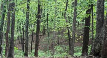 TBD RABBIT VALLEY RD, NORTH GARDEN, Virginia 22959, ,Farm,For sale,TBD RABBIT VALLEY RD,664606 MLS # 664606