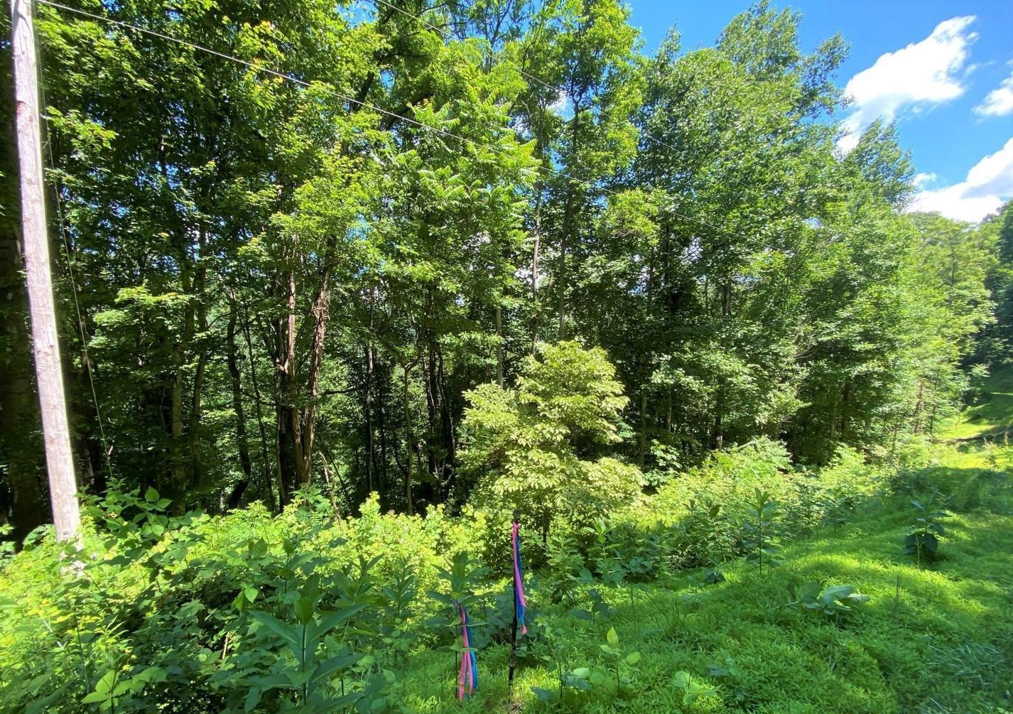 TBD OVERLOOK MOUNTAIN RD, ELKTON, Virginia 22827, ,Land,TBD OVERLOOK MOUNTAIN RD,664699 MLS # 664699