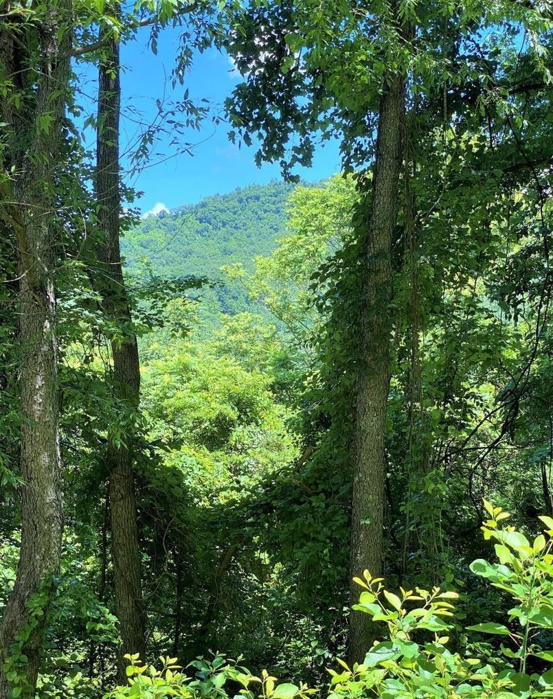 TBD OVERLOOK MOUNTAIN RD, ELKTON, Virginia 22827, ,Land,TBD OVERLOOK MOUNTAIN RD,664699 MLS # 664699