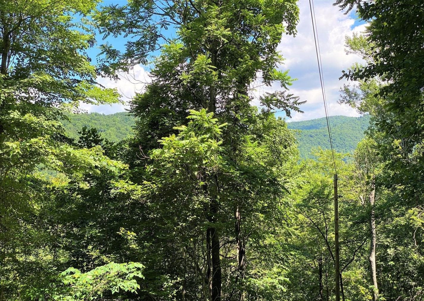 TBD OVERLOOK MOUNTAIN RD, ELKTON, Virginia 22827, ,Land,TBD OVERLOOK MOUNTAIN RD,664699 MLS # 664699