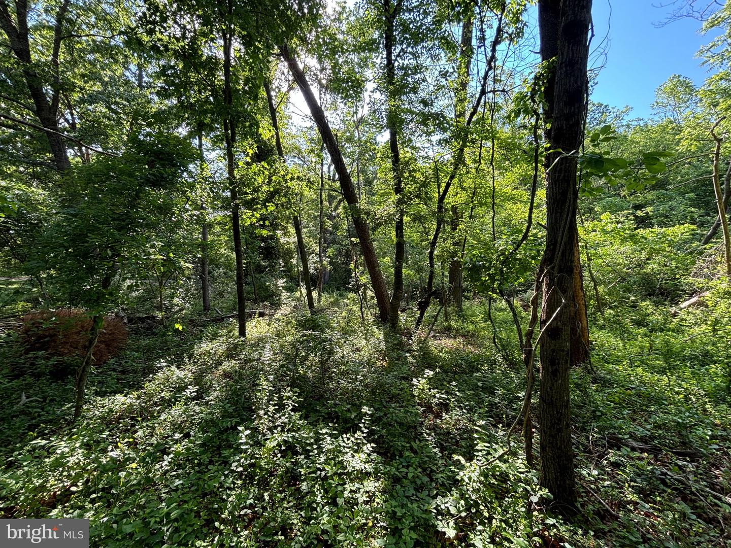 O HOWELLSVILLE ROAD, BOYCE, Virginia 22620, ,Land,For sale,O HOWELLSVILLE ROAD,VACL2003756 MLS # VACL2003756
